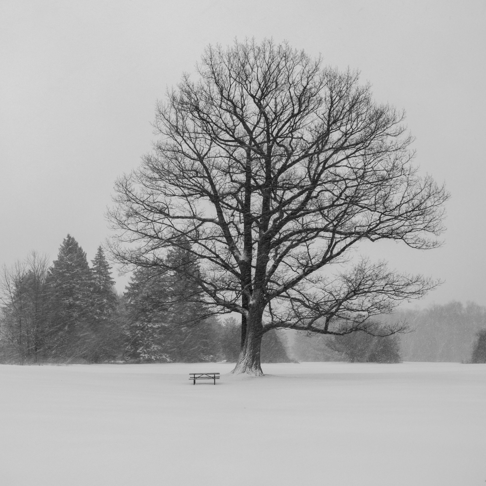 IMG 5651 Enhanced square1