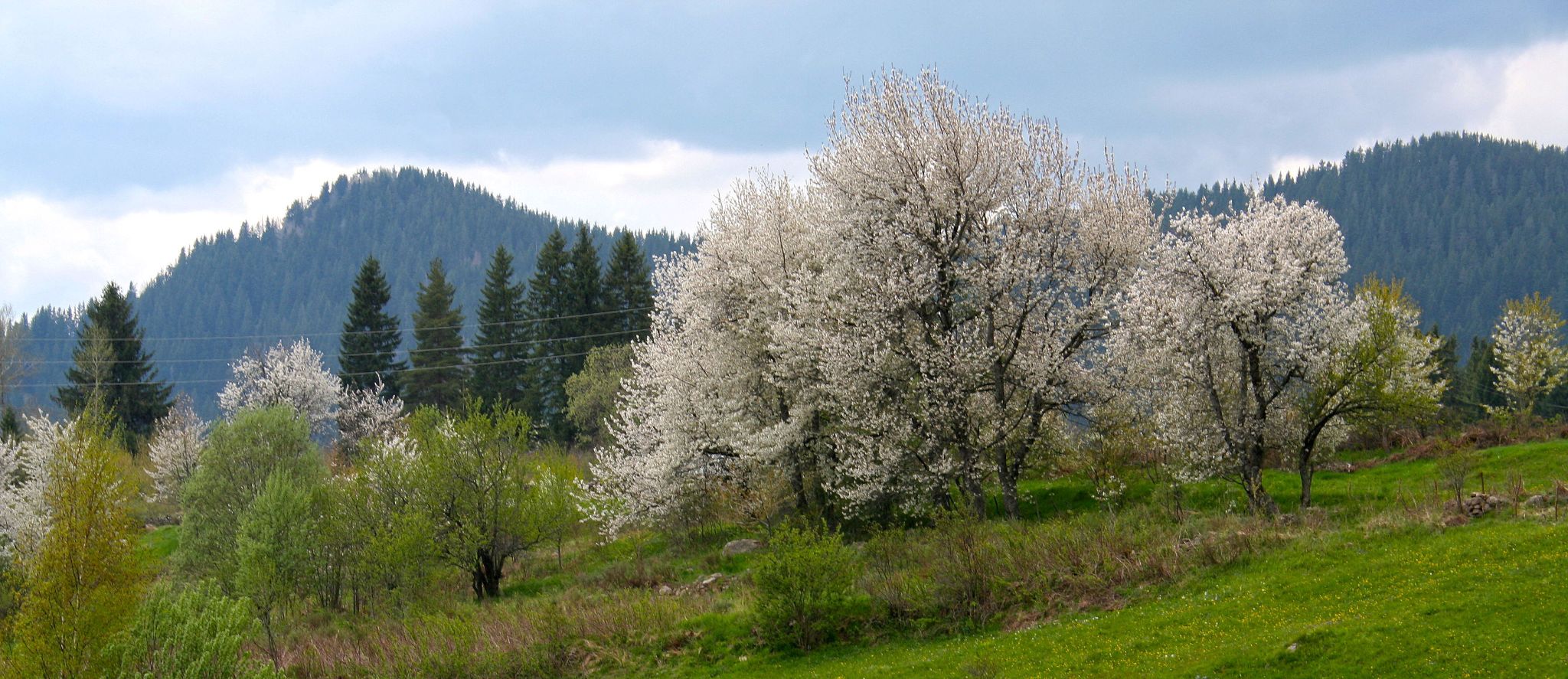 IMG 2768 dynamic crop