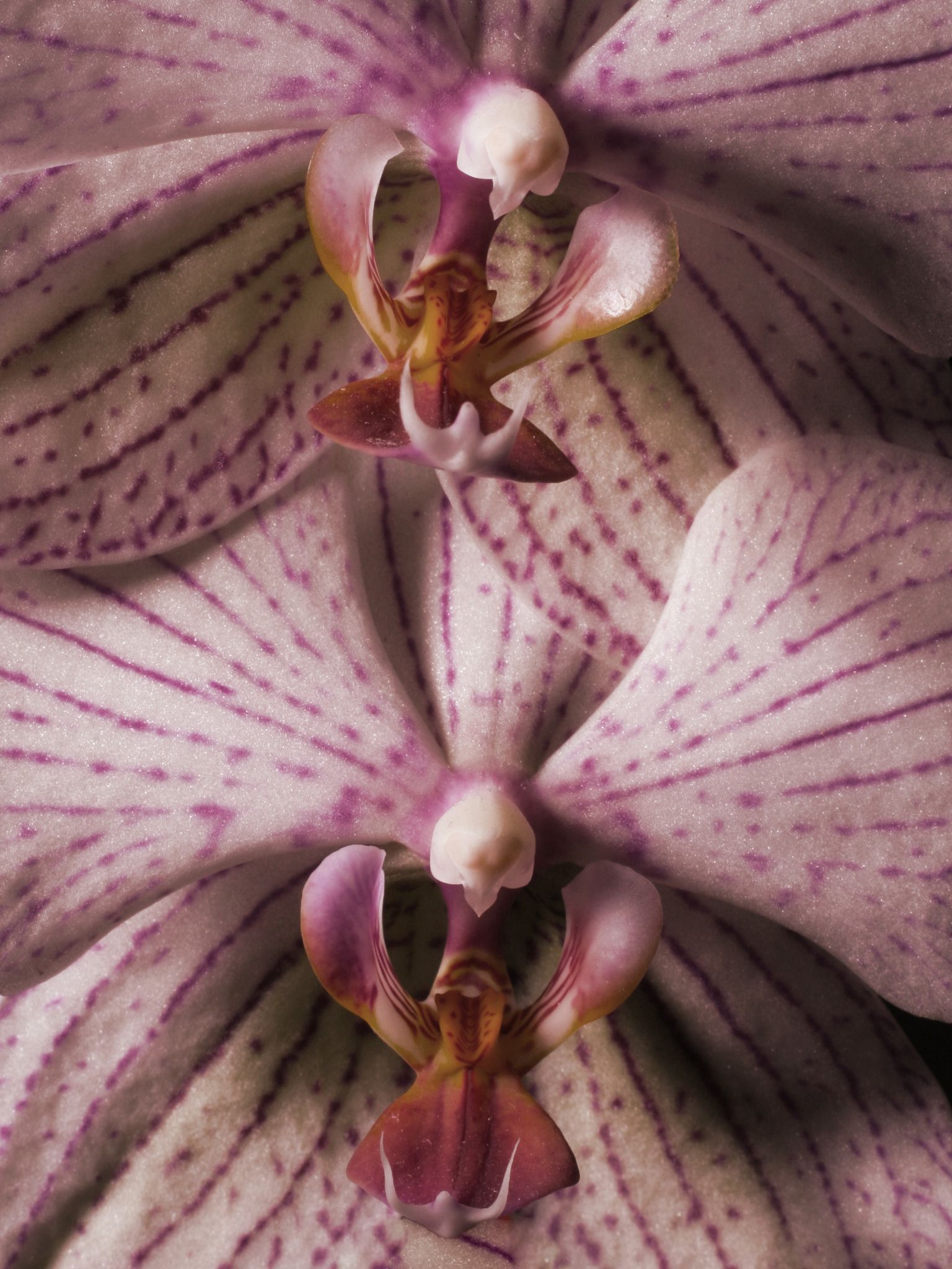 Orchid