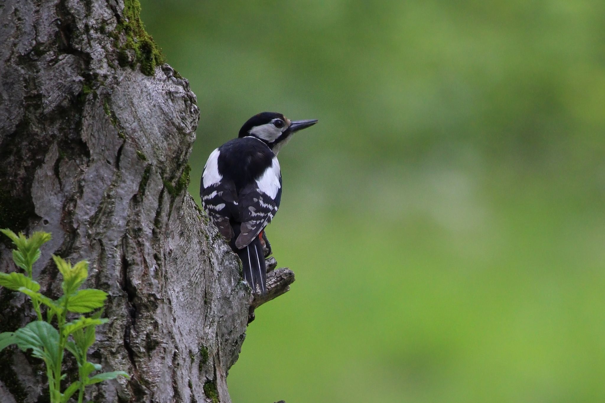 Great Spotted Woodpecker crop 2