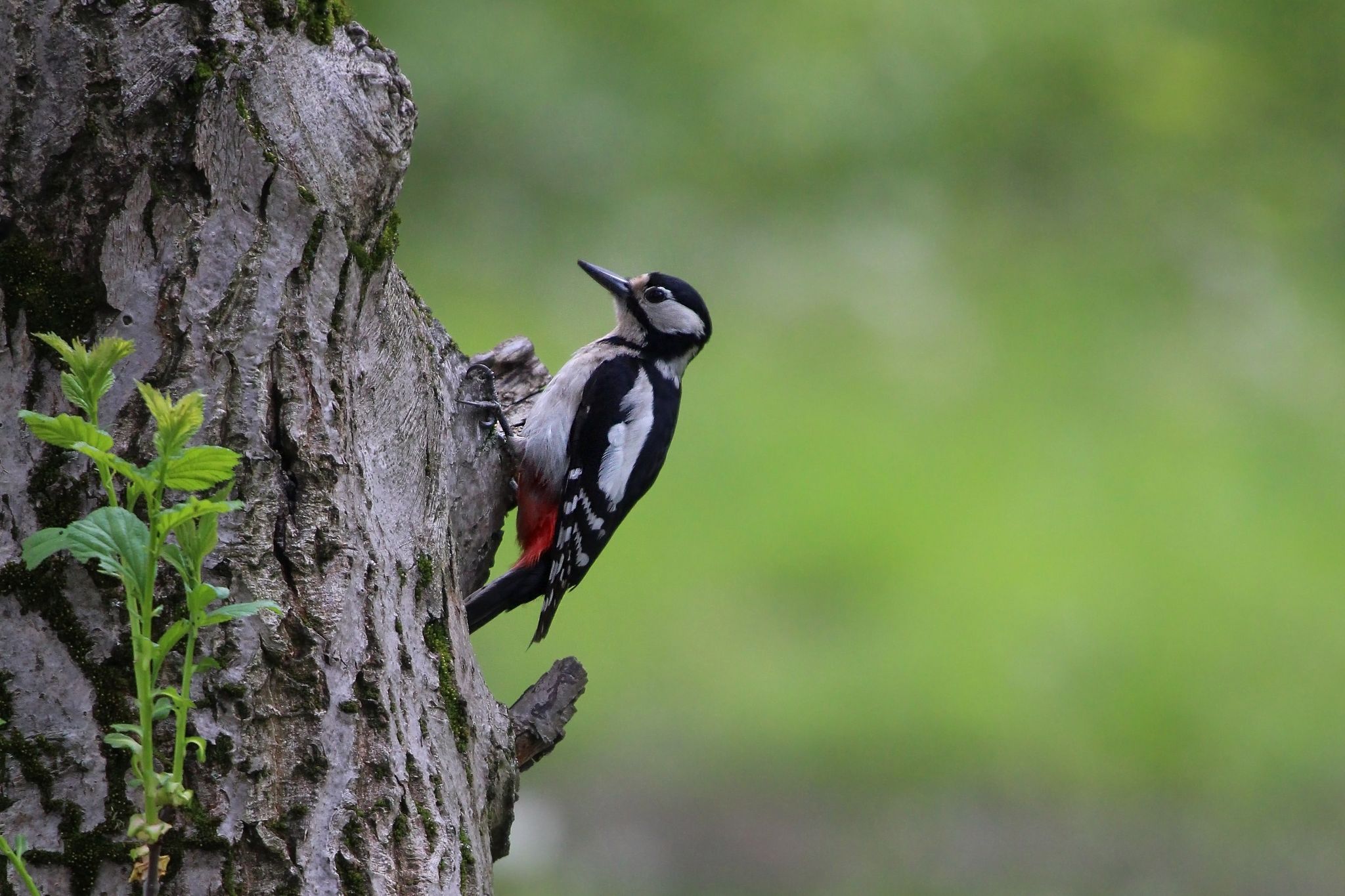 Great Spotted Woodpecker2 crop3