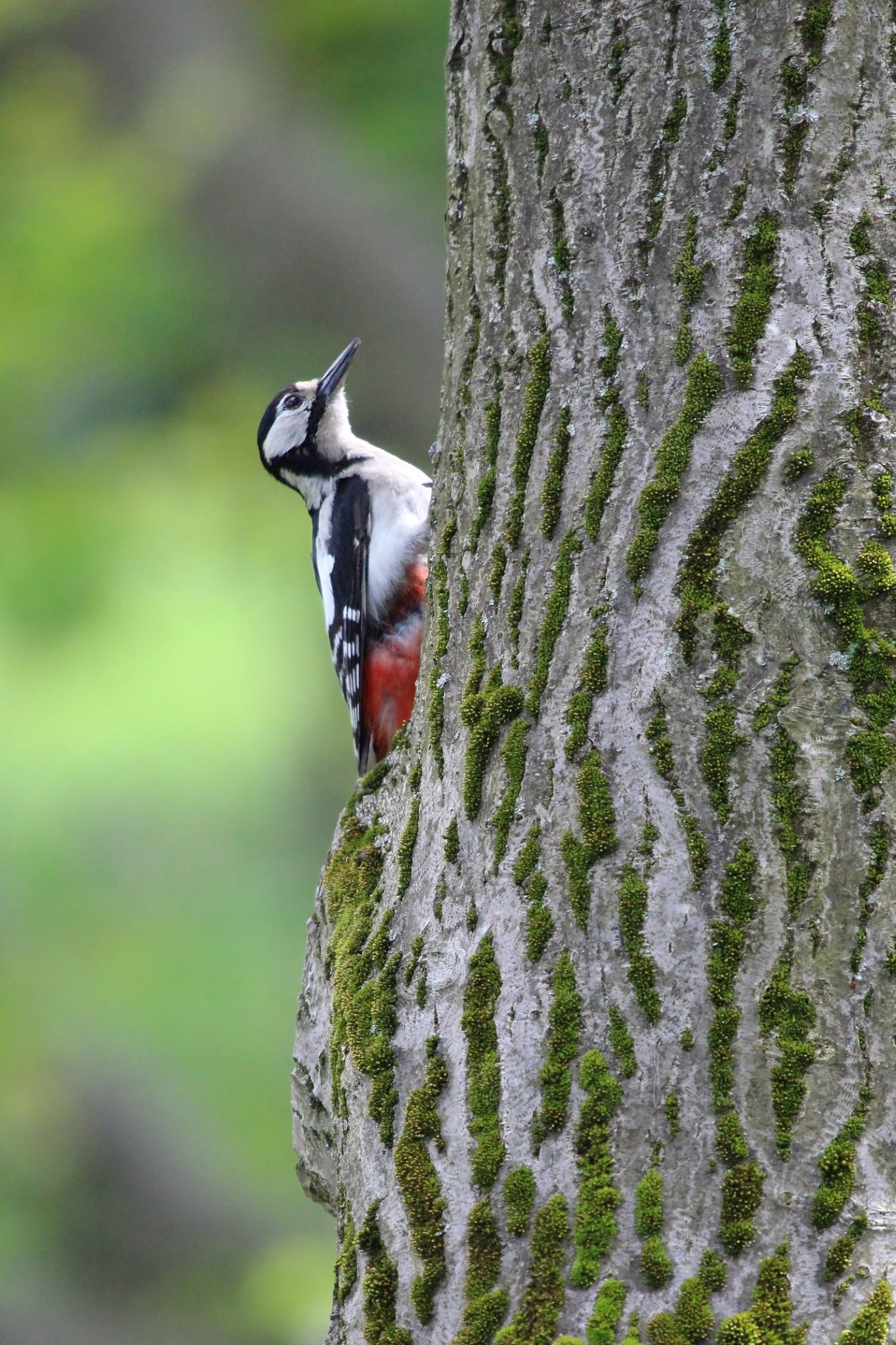 Great Spotted Woodpecker3 1