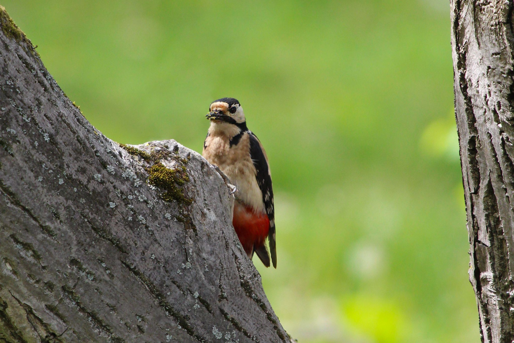 Great Spotted Woodpecker5 crop3