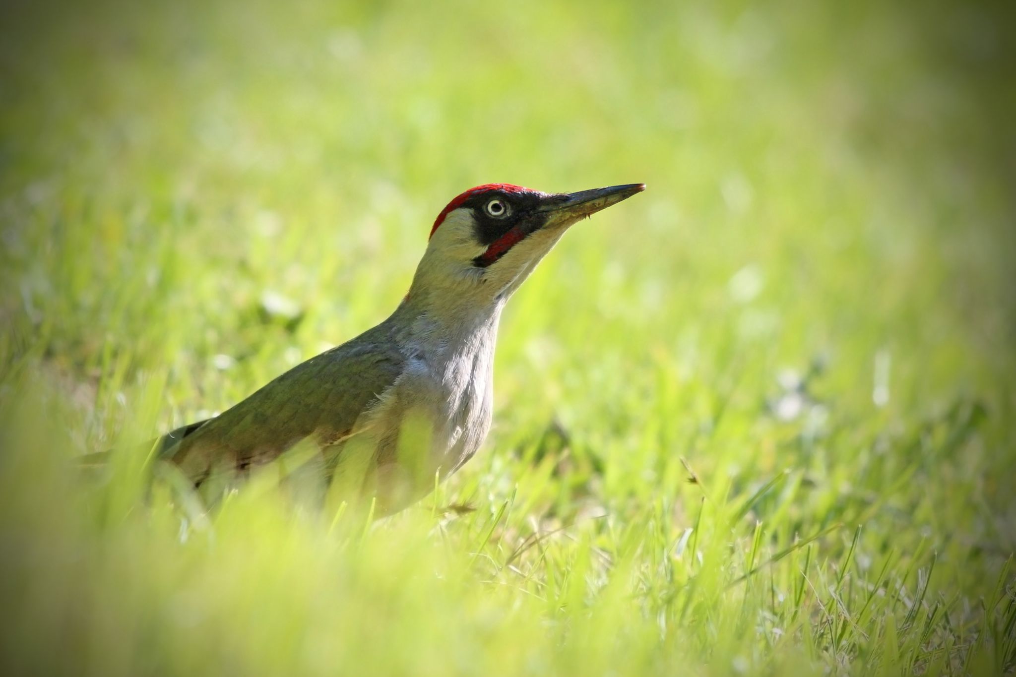 IMG 1606 zelen kalvach 2