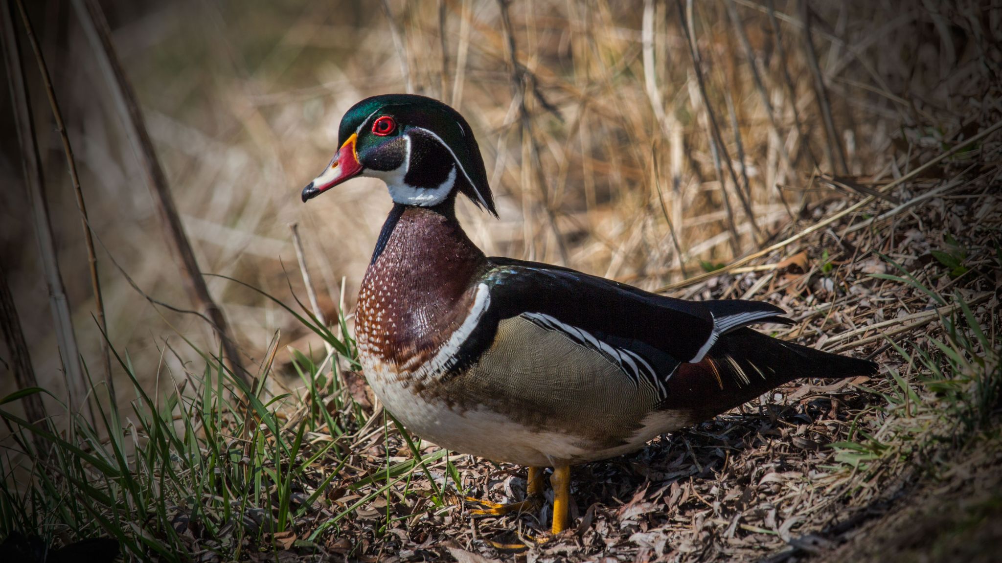 IMG 2099 wood duck