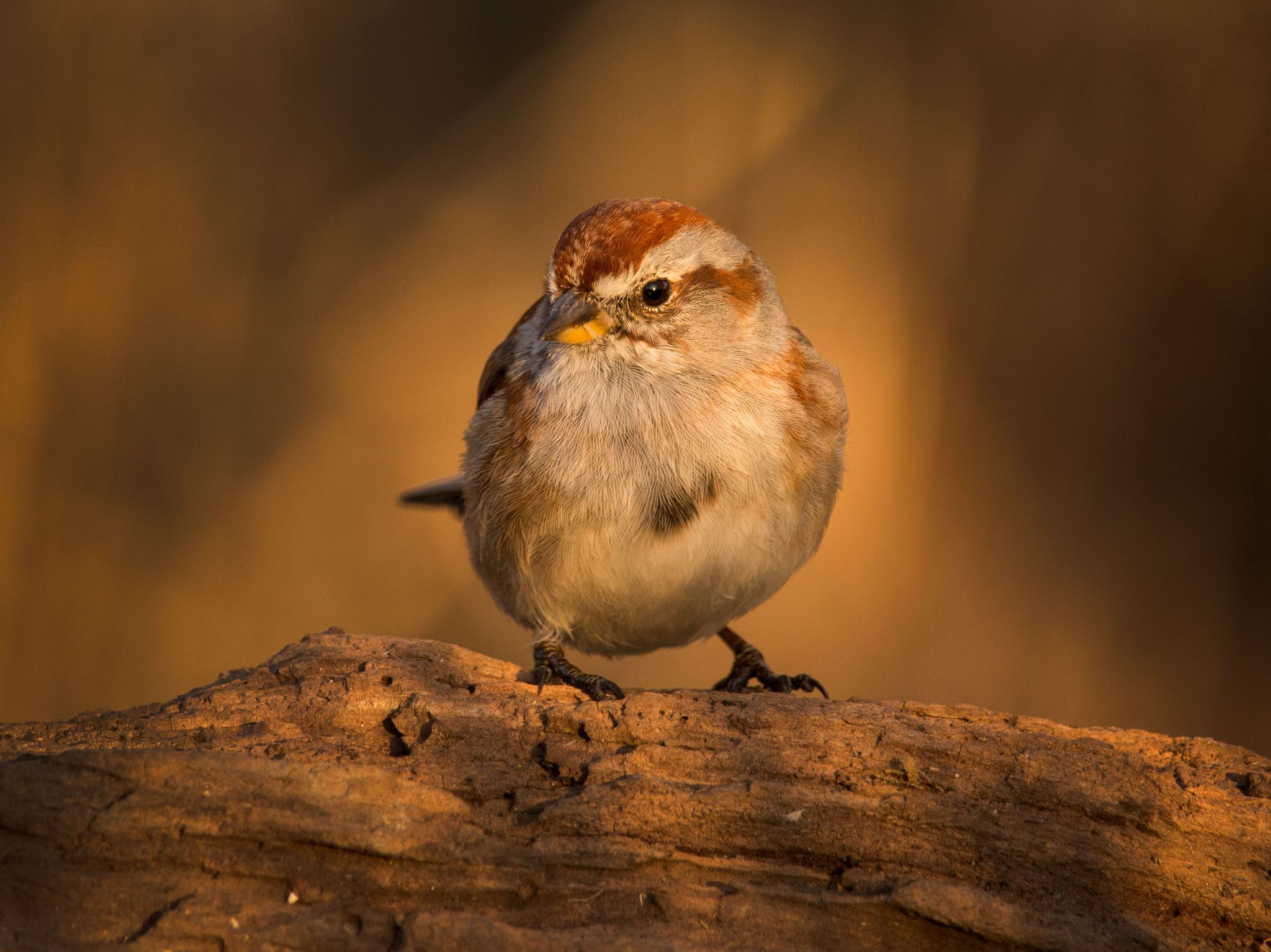 IMG 4300 american tree sparrow