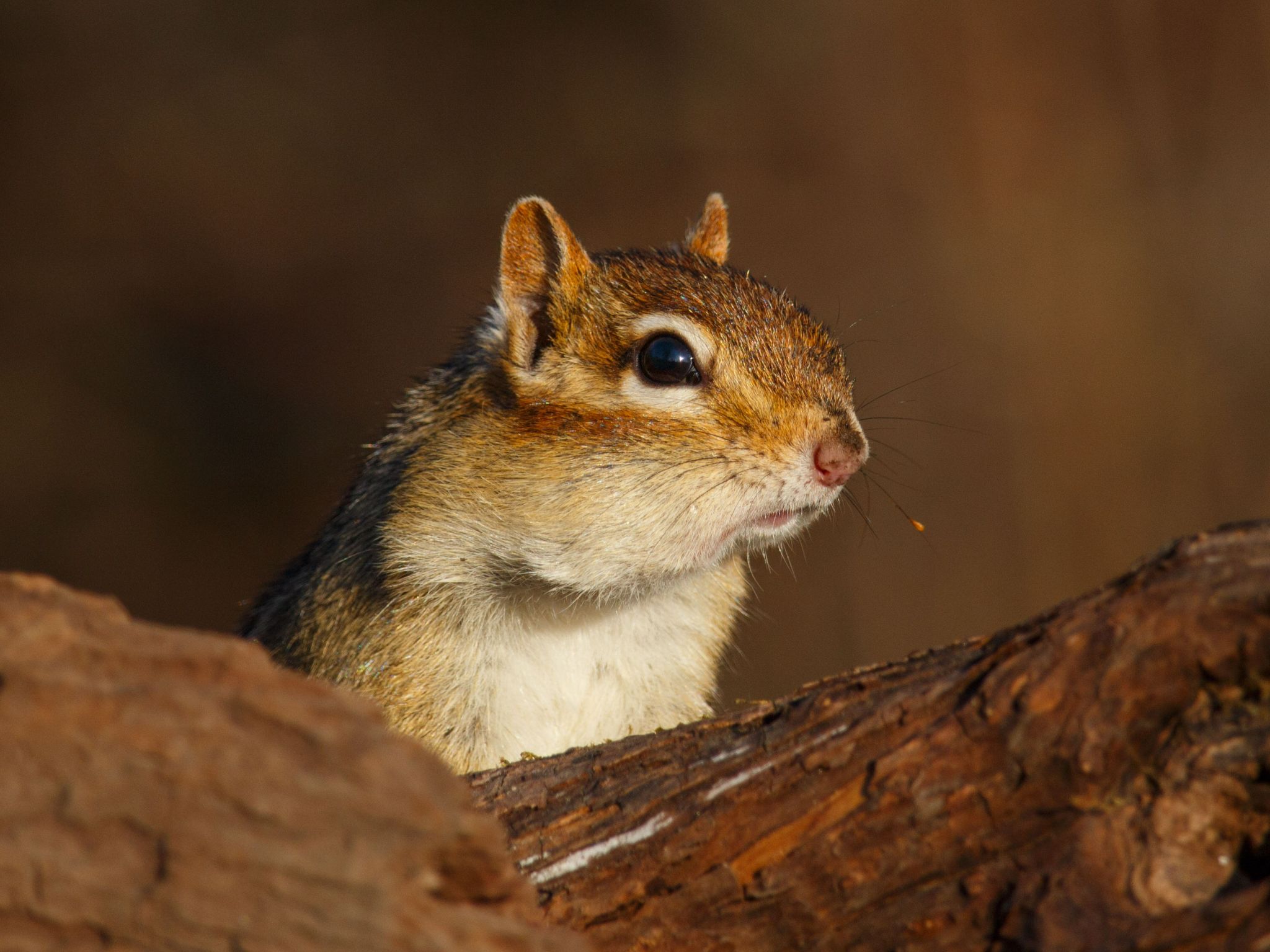 IMG 4509 chipmunk