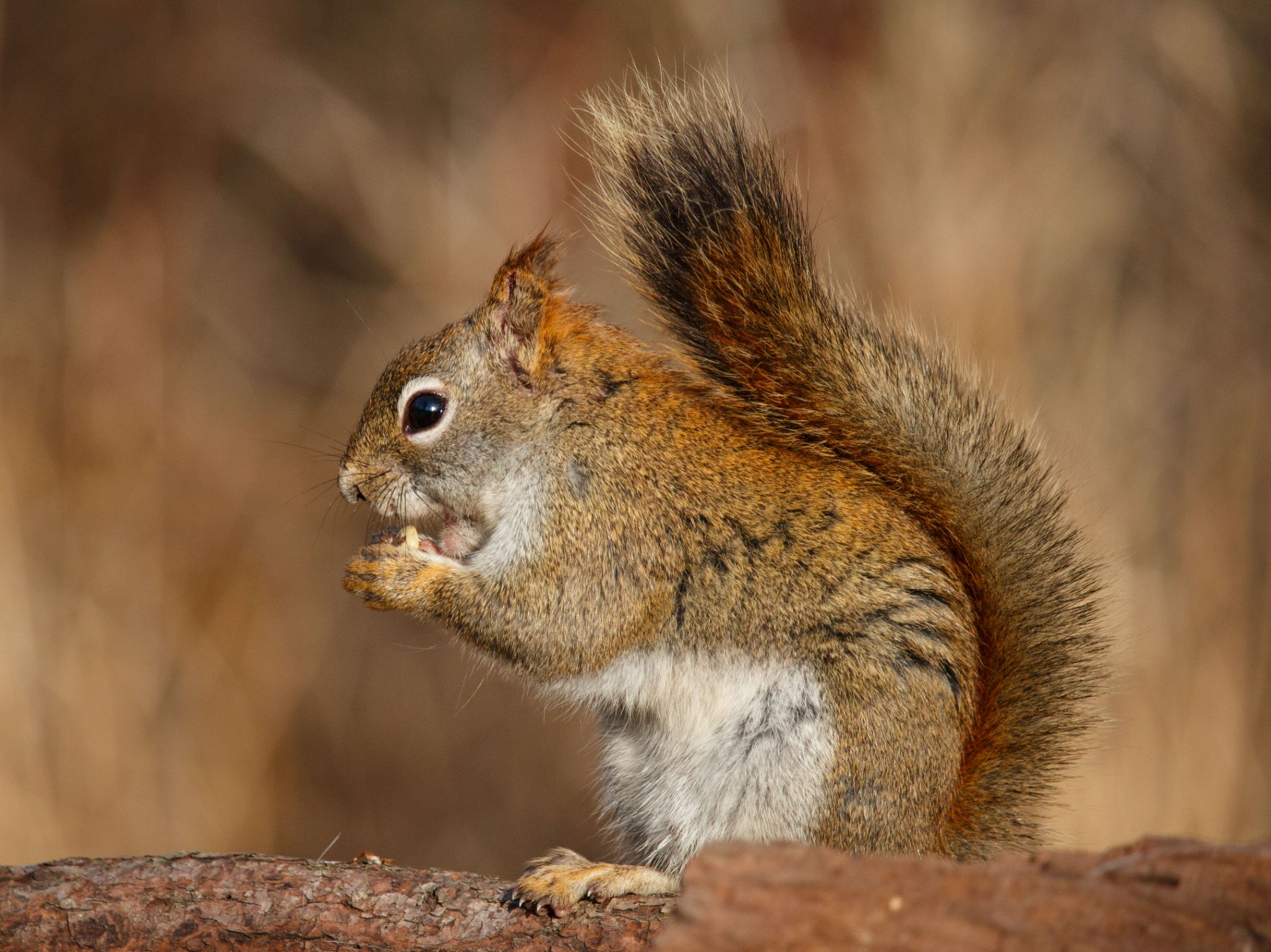 IMG 4569 red squirrel