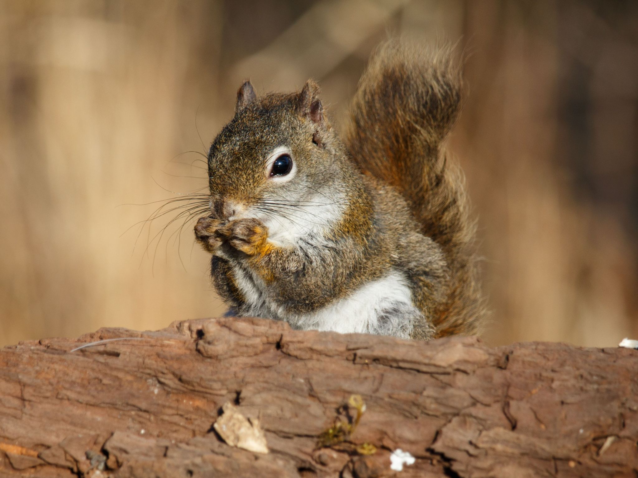 IMG 4771 red squirrel