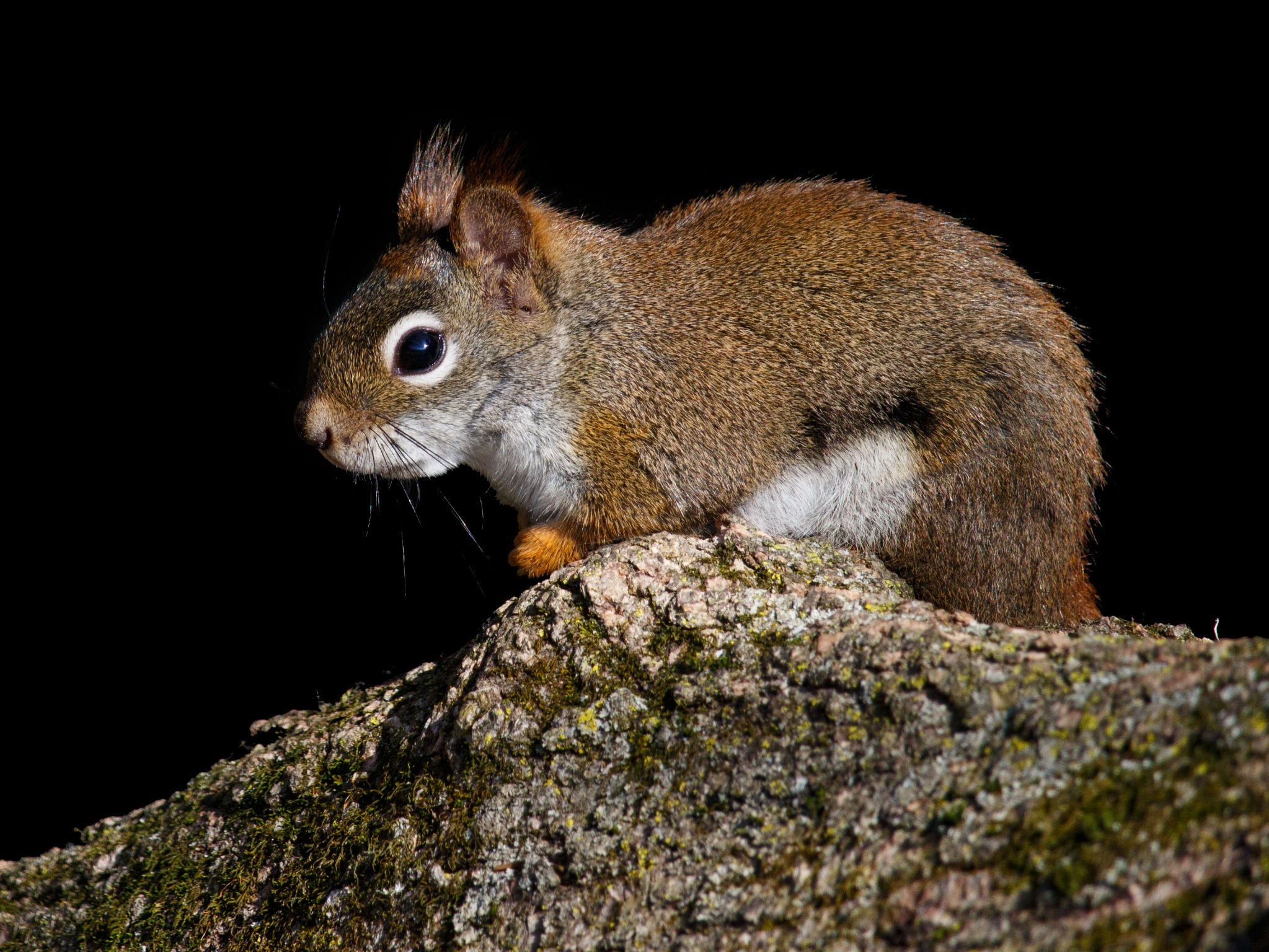 IMG 4805 red squirrel