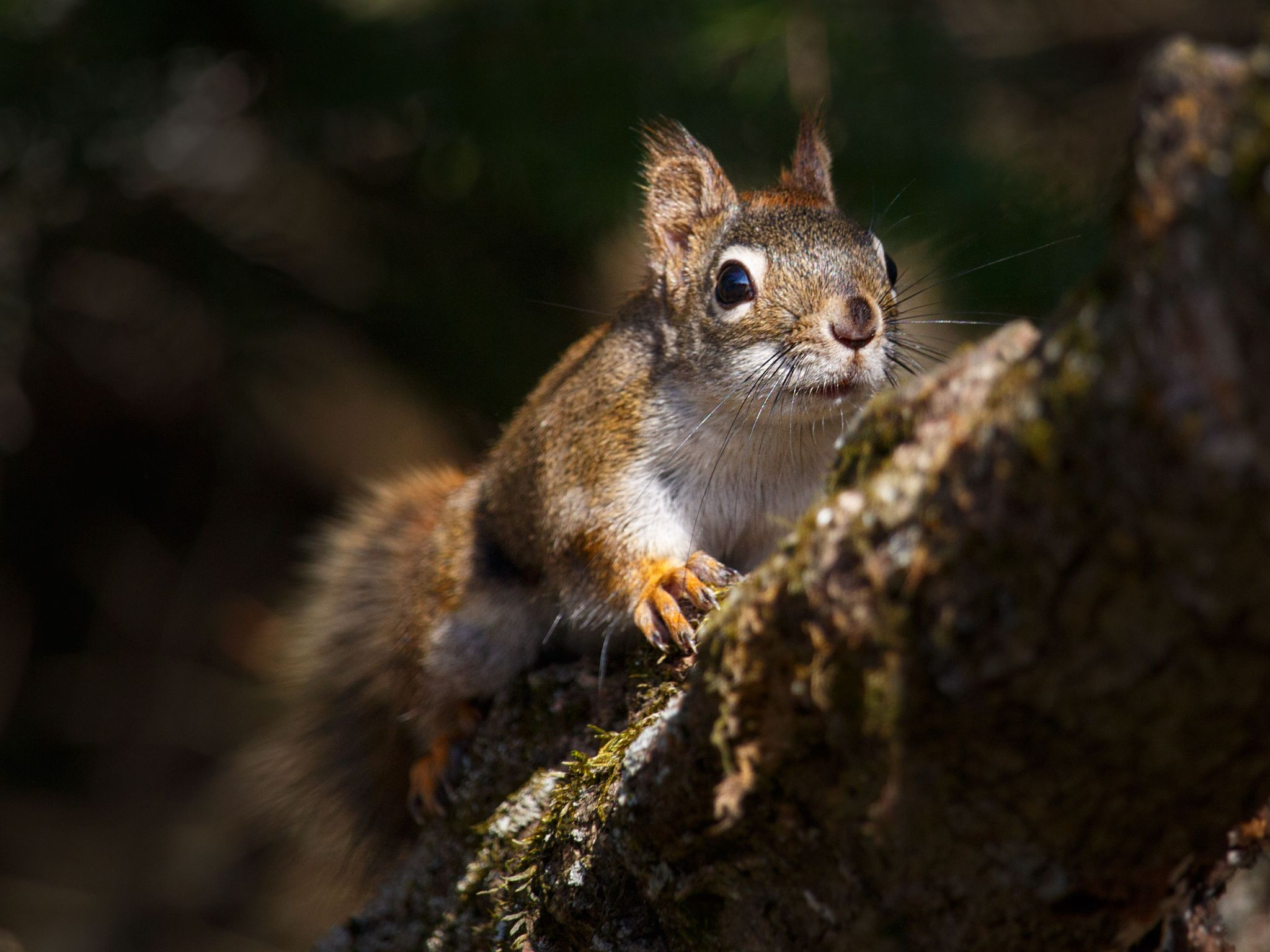 IMG 4816 red squirrel