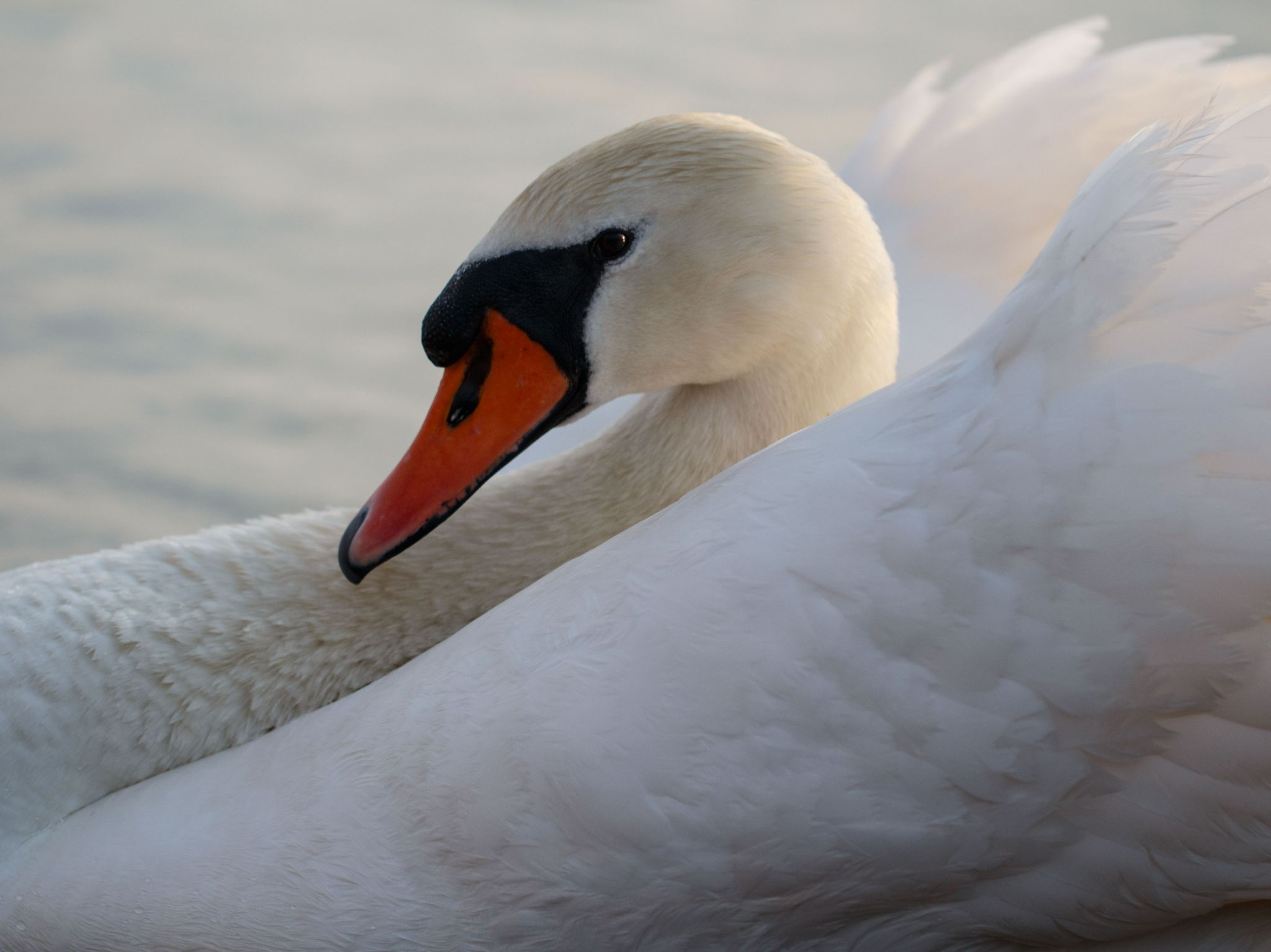 IMG 4933 mute swan
