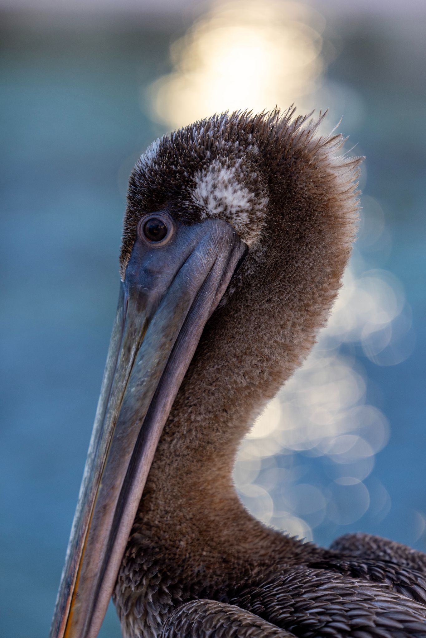 Pelican 384A3319