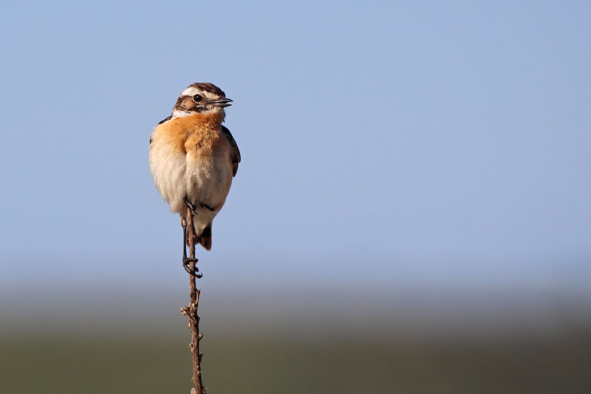 Whinchat 2