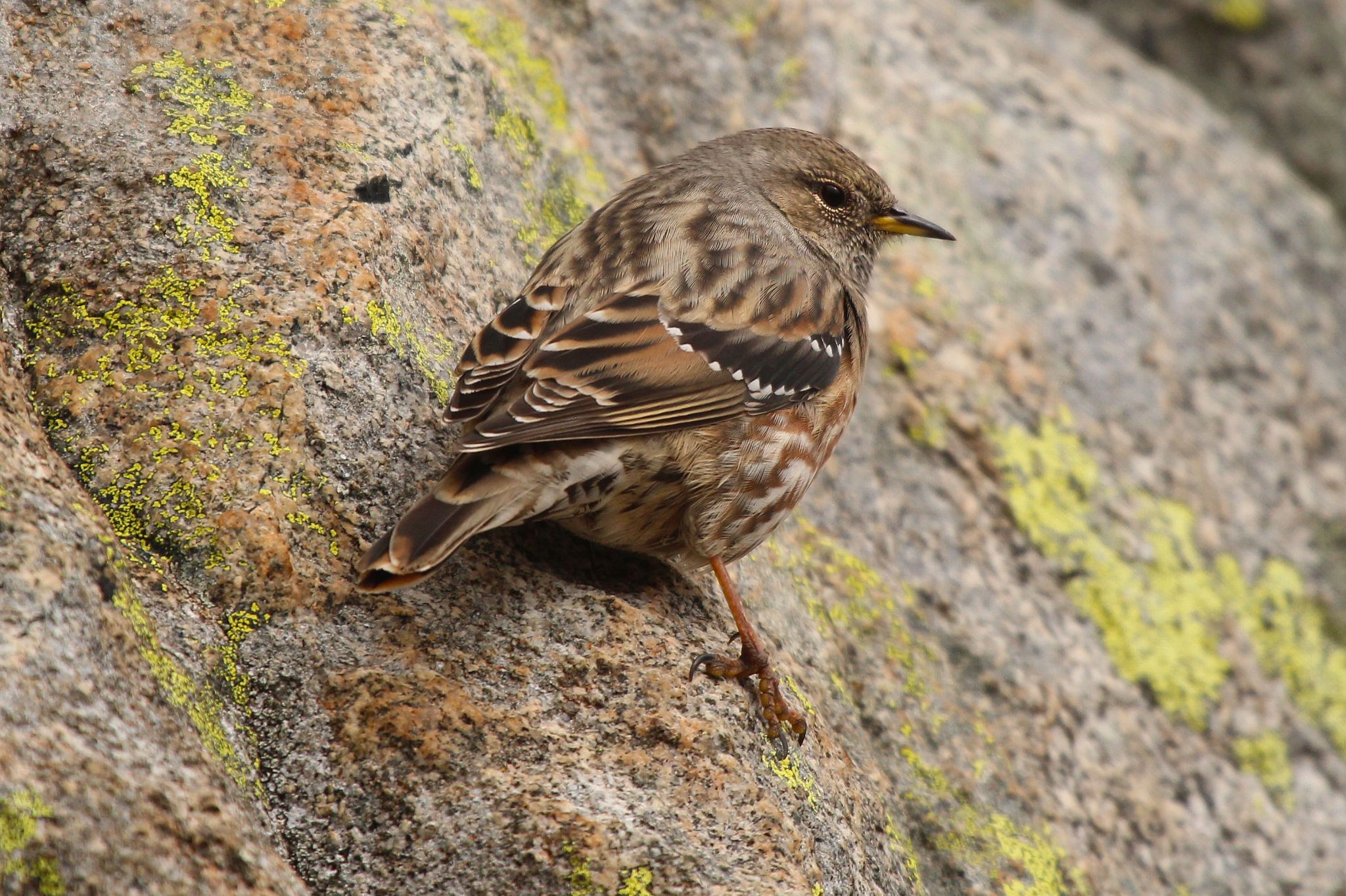 Alpijska zavirushka IMG 8595