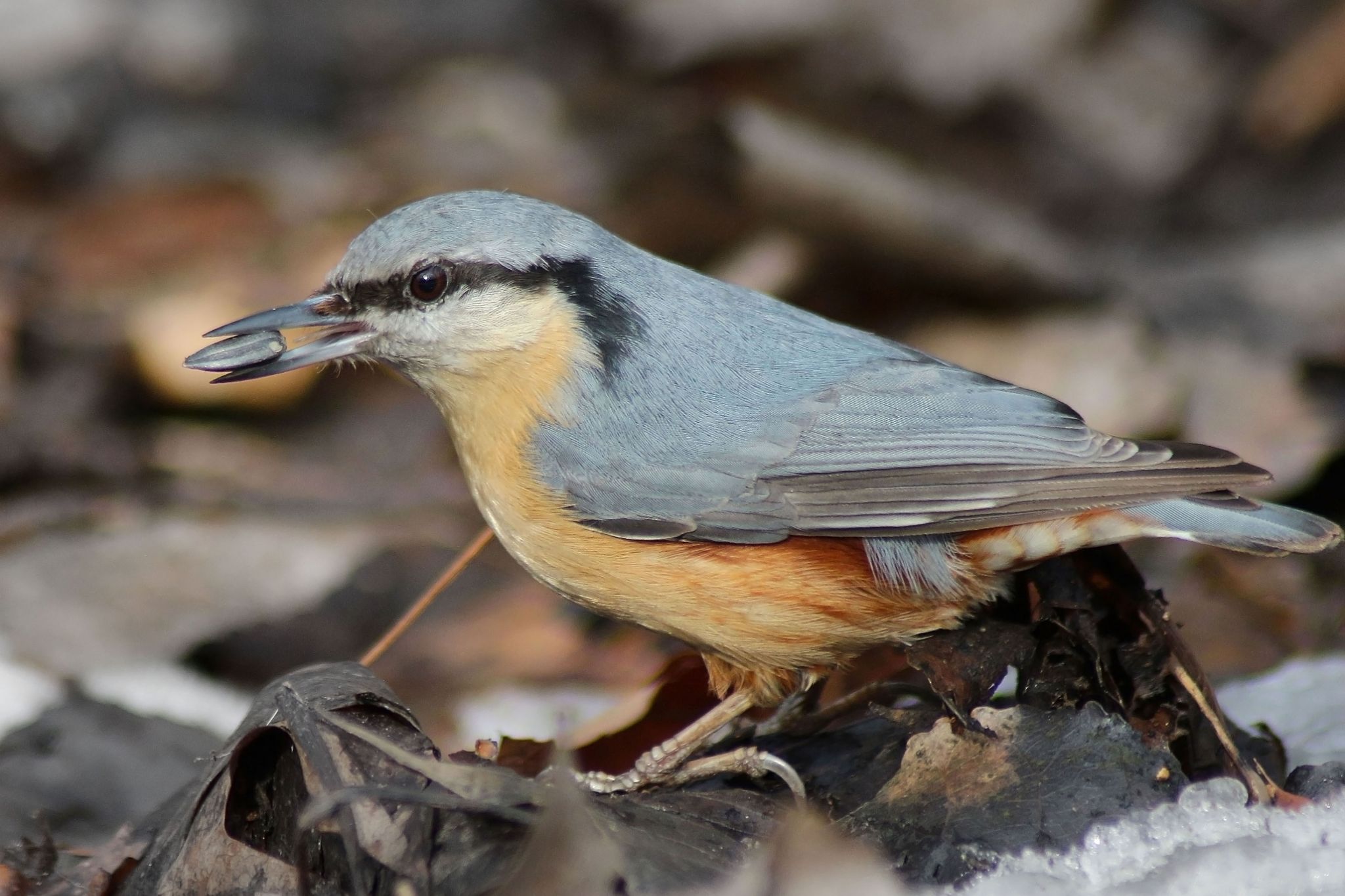Gorska zidarka crop sharp