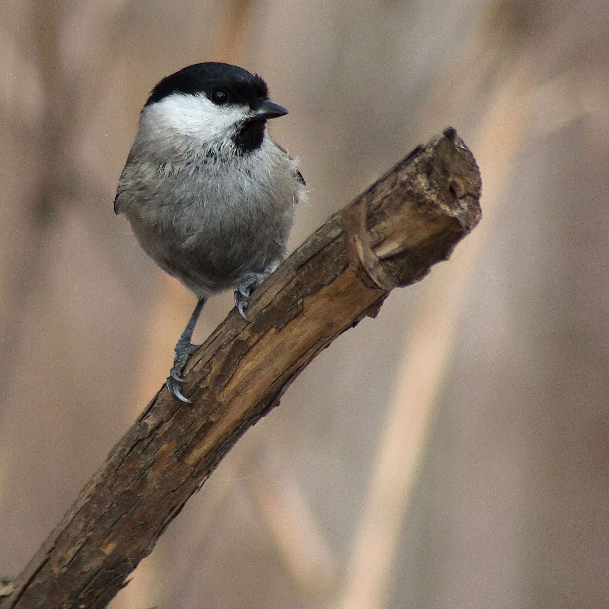 Laskalovglav siniger 02 crop