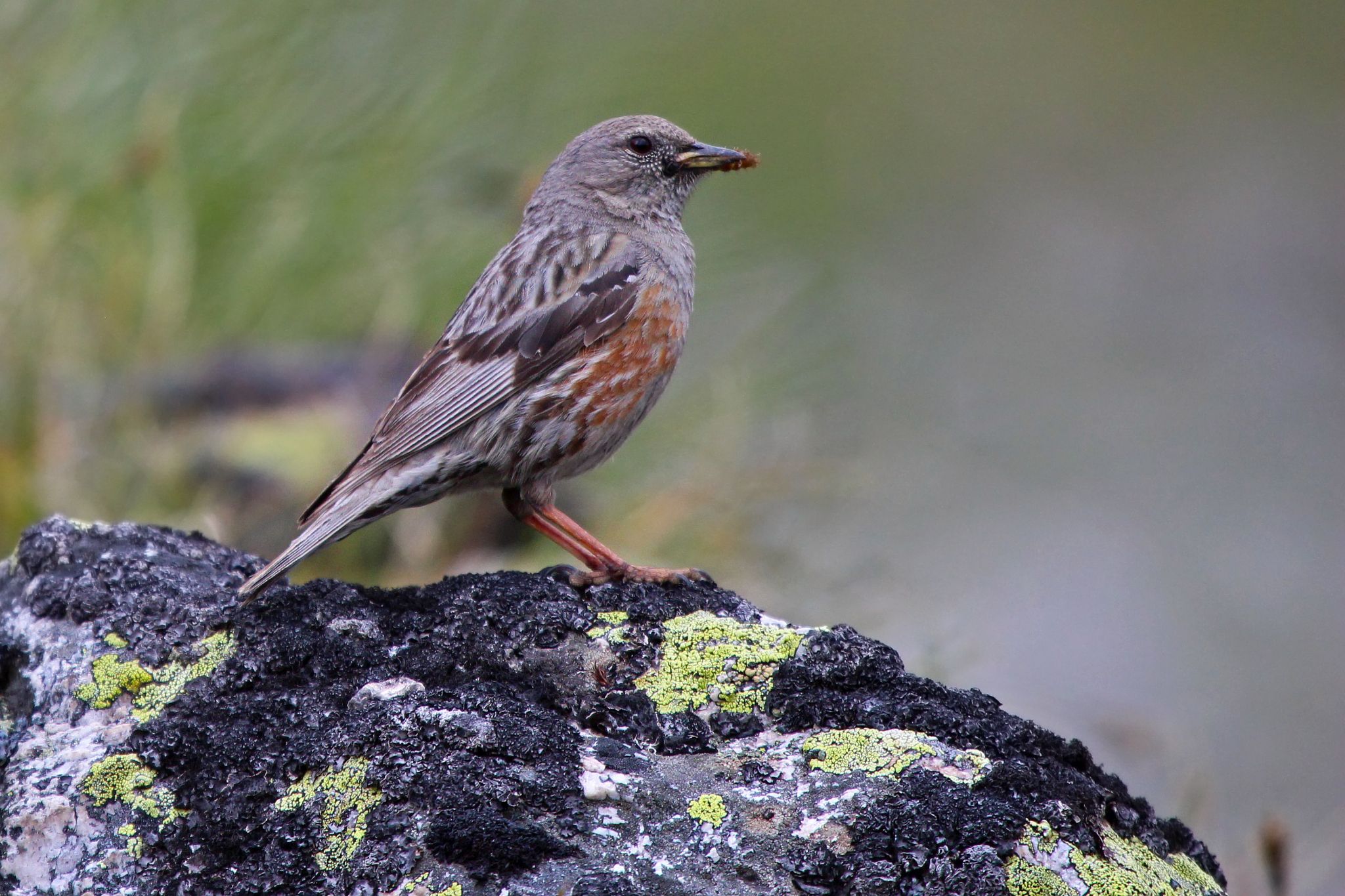 Pastrogusha zavirushka 1