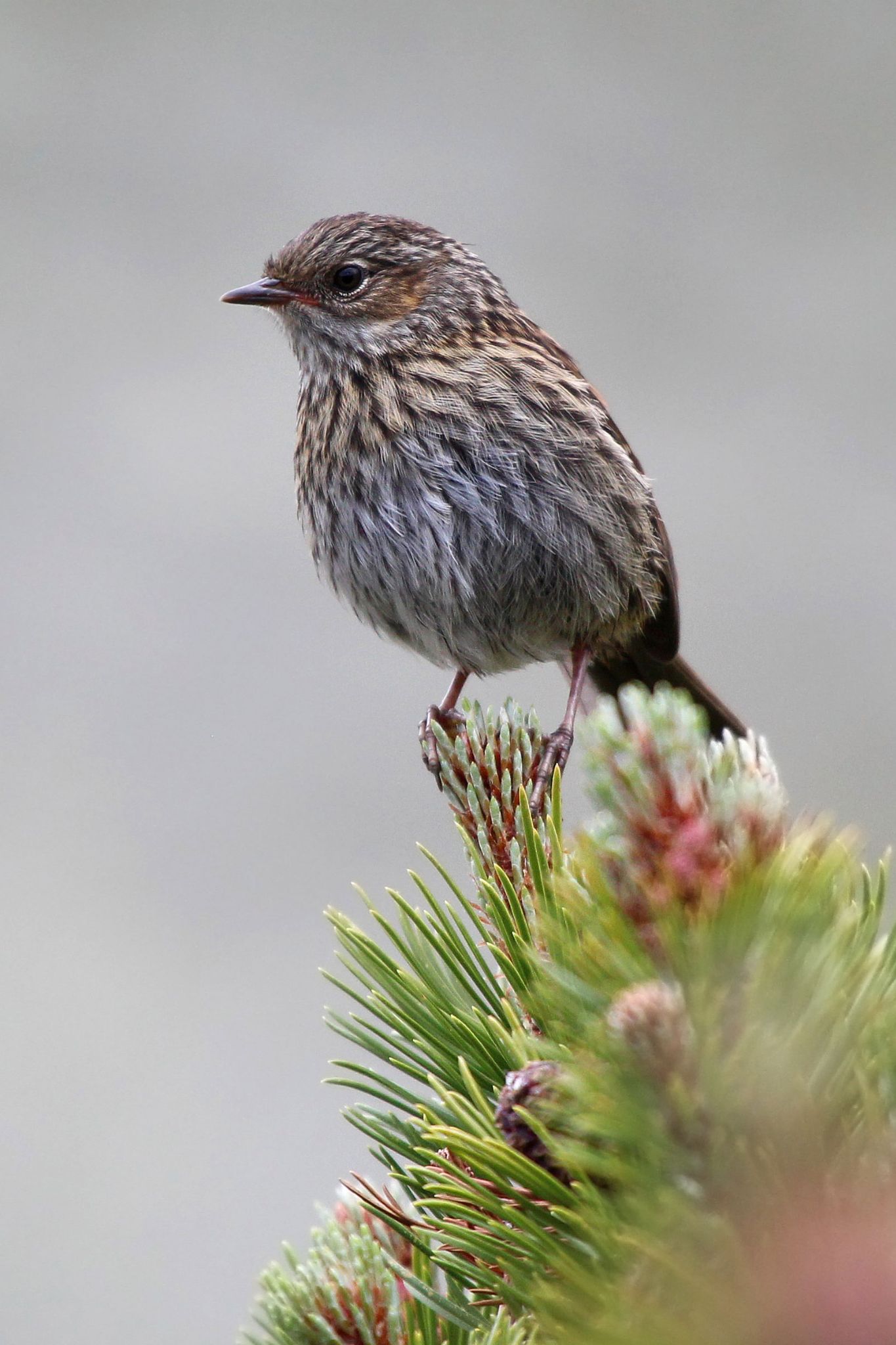 Sivogusha 4 vertical